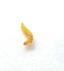 Image result for Stigmella roborella