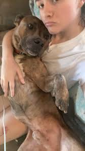 I do think it's funny that the ones saying awful things about pitbulls (u  can't say anything if u haven't owned a pitbull, u have no experience) I  think it's funny that