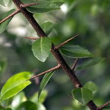 Image result for Scolopia