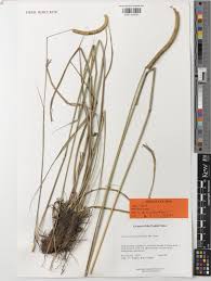 Image result for Ctenium