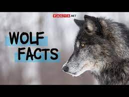 70 Interesting Wolf Facts That The Media Never Told You