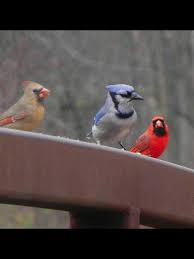 Blue Birds That Look Like Cardinals Pin By Dinorah Ruffin On Birds With Images Birds Cardinal Birds Beautiful Birds