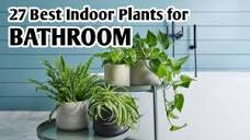 27 Indoor Plants for Bathroom | Bathroom Plants for Purifying Air ...