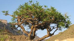 Image result for Commiphora mombassensis