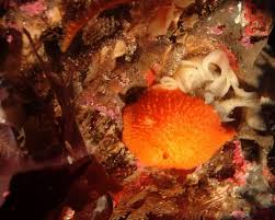 Image result for Kotschya ochreata