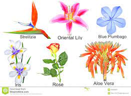 Flower Garden Flowers Blue Flower Names Flower Garden Flower Names