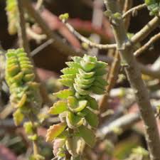 Image result for Coleus cylindraceus