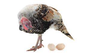 The blue slate turkey makes an excellent forager and backyard/farm turkey. Why Don T We Eat Turkey Eggs