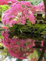 Reflection Beautiful Gardens Japanese Garden Blossom Trees