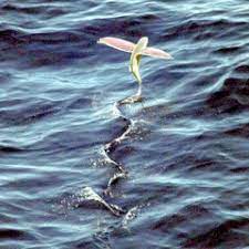 Check spelling or type a new query. Stream Freshly Fried Flying Fish Music Listen To Songs Albums Playlists For Free On Soundcloud