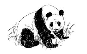 Cute pencil drawings of animals: Step By Step Animal Drawing Tutorials Sketchbooknation Com