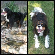 Check spelling or type a new query. Bernese Mountain Dog Cavalier King Charles Spaniel Mix Online Shopping