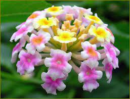 Lantana Camara Lantana Camara Showy Flowers Flowers