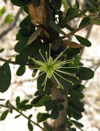 Image result for Maerua nervosa