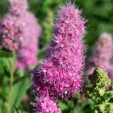 Image result for Spiraea billardii