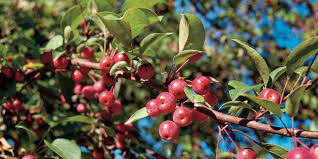 Crabapple trees are famous for their beauty as a decorative tree within the home landscape. The Surprisingly Sweet Secret Of Crab Apples Chelsea Green Publishing