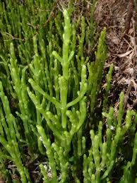 Image result for Sarcocornia decumbens