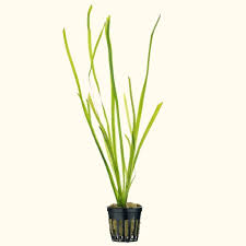 Image result for Vallisneria