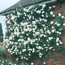 Spring Hill Nurseries Iceberg Floribunda Rose Live Bareroot Plant White Color Flowers 1 Pack Spring Garden Flowers Spring Hill Nursery Iceberg Climbing Rose