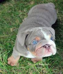 Black And Tan Frenchie Cost English Bulldog Puppy Cute Baby Animals English Bulldog Puppies Bulldog