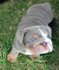 To the english bulldog of today would not be recognized by fanciers of the earliest dogs of the breed. Lilac English Bulldog Looking Up At Camera Look At Those Eyes Cute Dogs Bulldog Puppies English Bulldog Puppies