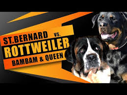 Saint Bernard Dog And Features Youtube