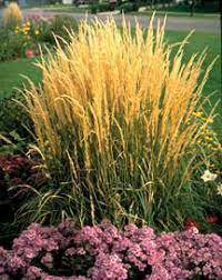 'hameln' fountain grass is a smaller variety with three distinctive seasons of stunning displays in full sun or part shade gardens. Ornamental Grasses 7 232 Extension