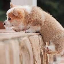 I am a small, family raised pembroke welsh corgi breeder! Orlando Pembroke Welsh Corgi Puppies For Sale Uptown