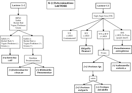 E Coli Flow Chart Gram Negative Jorhan Ocasio Jorhanocasio