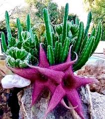 Image result for Stapelia gigantea