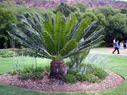Image result for Encephalartos transvenosus
