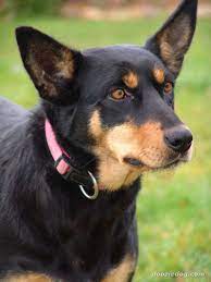 Australian Kelpie Jpg Australian Kelpie Dog Australian Dog Breeds Dog Breeds