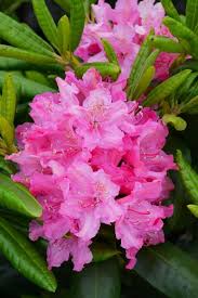 Image result for Hedbergia