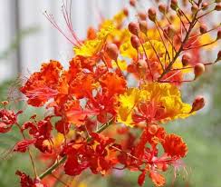 Image result for Caesalpinia