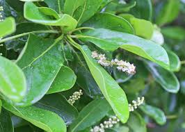 Image result for Terminalia stuhlmannii