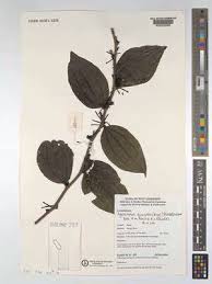 Image result for Agelanthus gracilis