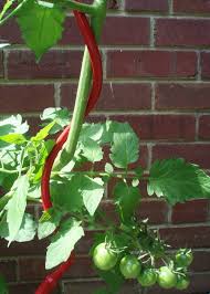 We did not find results for: Tomato Spiral Stakes Simple Stable For Tomato Cucumber Supporting