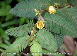 Image result for Chamaecrista wittei