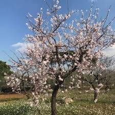 Per prima cosa è la stagione che viene subito dopo l'inverno quindi, dopo aver trascorso tre mesi con il il giardino di casa sembra all'improvviso rinascere e si vede sbocciare la prima rosa o spuntare. Primavera In Anticipo In Puglia L Allarme Di Coldiretti Alberi Gia In Fiore E Raccolto A Rischio La Repubblica