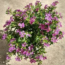 Image result for Cuphea hyssopifolia