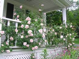 The new dawn rose was 'just' a sport of the dr. Pin By Cindy Carter On My Gardens New Dawn Climbing Rose Climbing Roses Rose Bush
