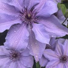 Maybe you would like to learn more about one of these? Clematis Bernadine Evipo061 Clematis Bernadine In Gardentags Plant Encyclopedia