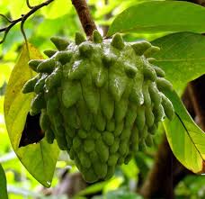 The fruit is very large. Amazon Com Atemoya Tropical Fruit Trees Garden Outdoor