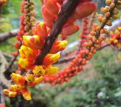 Image result for Moullava