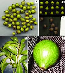 Image result for Cryptocarya