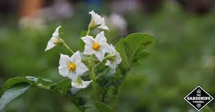 Plant with little green balls and white flowers. Do Potatoes Have To Flower Before Harvesting Gardening Channel