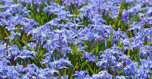 Crocus flower bulbs signal spring and delight in almost any spot. First Flowers Of Spring Chionodoxa Luciliae Or Glory Of The Snow