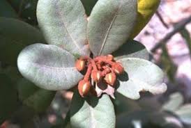 Image result for Erythrococca polyandra