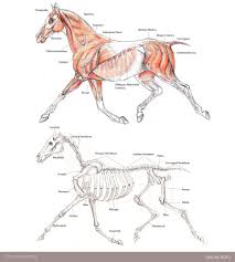 Primary source of control through the horse's mouth. Simone Rizio On Twitter Horse Skeletal Muscular Anatomy Diagram Horse Anatomy Copicmarkers Myart Illustration