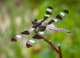 Black And White Striped Insect With Wings Black And White Striped Dragonfly Dragonfly Dragon Pictures Damselfly